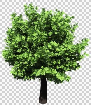 Oak tree isolated - 3d rendering Stock Illustration