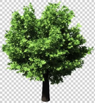 Oak tree isolated - 3d rendering Stock Illustration