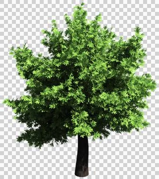 Oak tree isolated - 3d rendering Stock Illustration