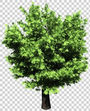 Oak tree isolated - 3d rendering Stock Illustration