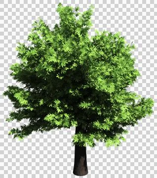 Oak tree isolated - 3d rendering Stock Illustration