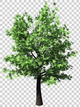 Oak tree isolated - 3d rendering Stock Illustration