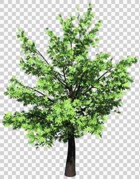 Oak tree isolated - 3d rendering Stock Illustration