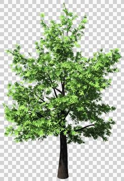 Oak tree isolated - 3d rendering Stock Illustration