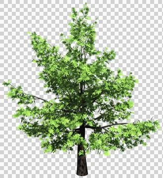 Oak tree isolated - 3d rendering Stock Illustration