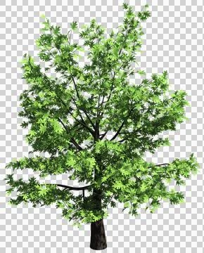 Oak tree isolated - 3d rendering Stock-Illustration