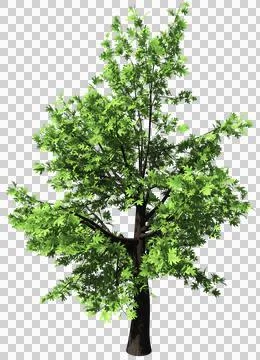 Oak tree isolated - 3d rendering Stock Illustration