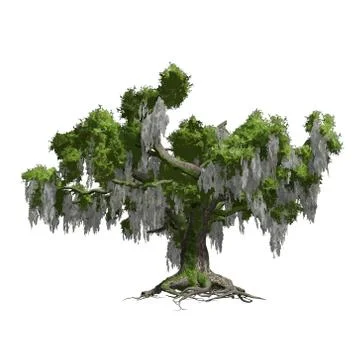 Oak tree isolated. Vector illustration Illustrazione stock