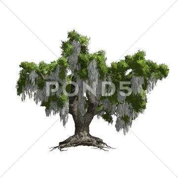 Oak tree isolated. Vector illustration Stock Illustration