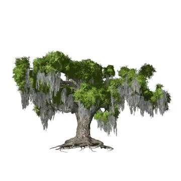 Oak tree isolated. Vector illustration 스톡 일러스트
