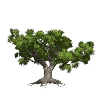 Oak tree isolated. Vector illustration Ilustración de archivo