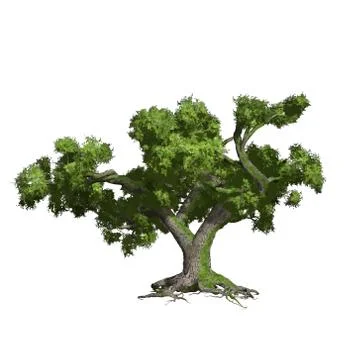 Oak tree isolated. Vector illustration Stock Illustration