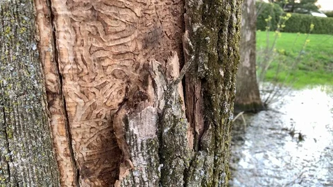 Oak tree killed by agril Stock Footage 109322304