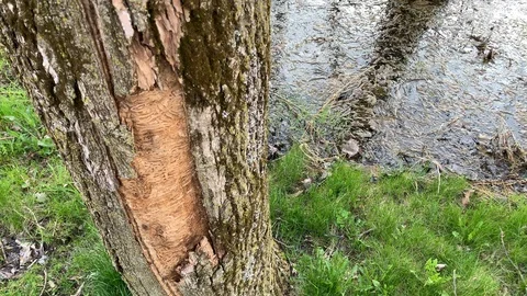 Oak tree killed by agril Stock Footage 109360689