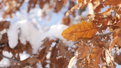 Oak tree leaf and vegetation snowed shallow DOF Stock Footage 72941833