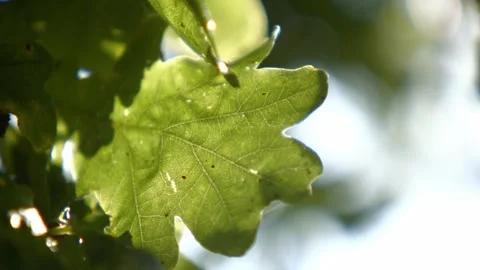 Oak Tree Leaf Close Up Видео 300256154