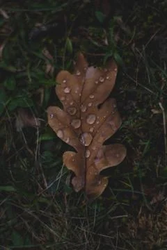Oak tree leaf with drops of water on it Stock Photos