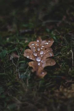 Oak tree leaf with drops of water on it Stock Photos