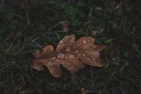 Oak tree leaf with drops of water on it Stock Photos