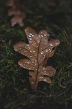 Oak tree leaf with drops of water on it Stock Photos