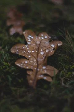 Oak tree leaf with drops of water on it Stock Photos