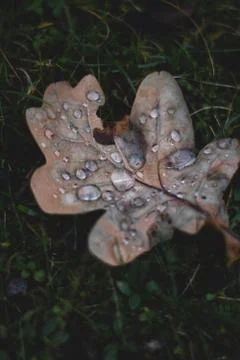 Oak tree leaf with drops of water on it Stock Photos