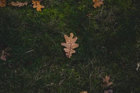 Oak tree leaf with drops of water on it Stock Photos
