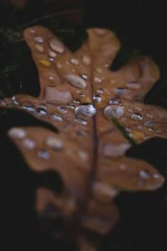 Oak tree leaf with drops of water on it Stock Photos