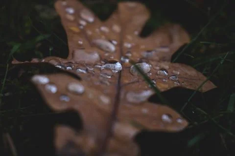 Oak tree leaf with drops of water on it Stock Photos