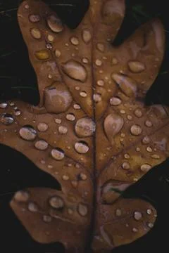 Oak tree leaf with drops of water on it Stock Photos