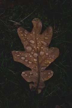Oak tree leaf with drops of water on it Stock Photos