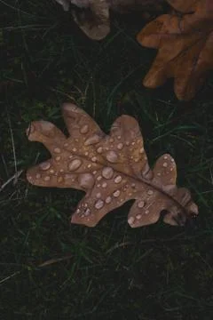 Oak tree leaf with drops of water on it Stock Photos