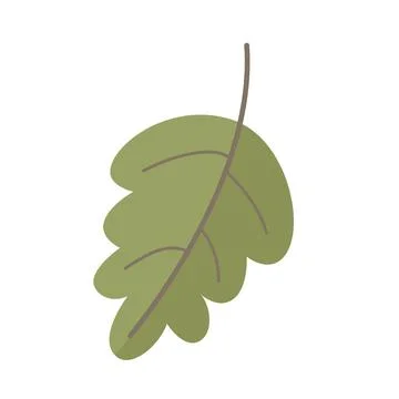 Oak tree leaf Illustration