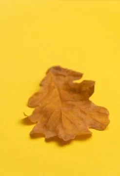 Oak tree leaf isolated on yellow background Stock Photos