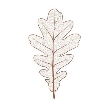 Oak tree leaf set. Autumn leaves isolated vector illustration on white Stock Illustration