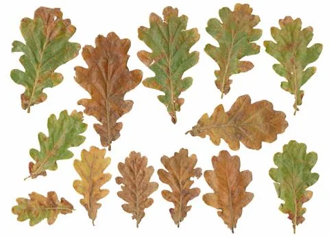 Oak tree leafs isolated on white background. Stock Photos
