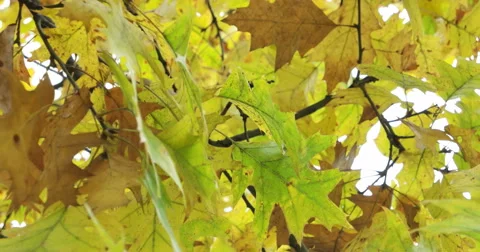 Oak Tree Leaves in Autumn Stock Footage 56282641