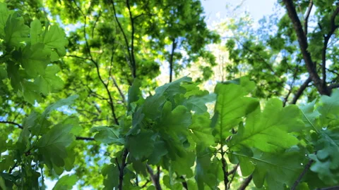 Oak Tree Leaves Blown by Wind in Summer Stock Footage 310139204