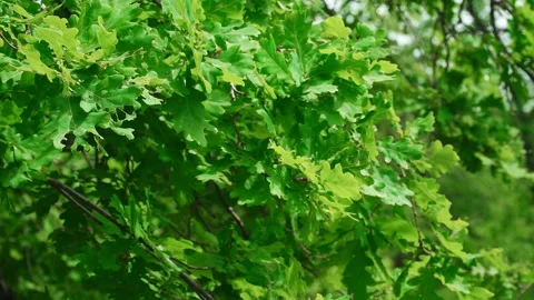 Oak Tree. Leaves on Branch Video stock 156895489