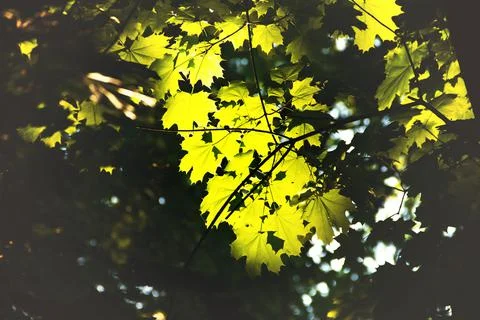 Oak tree leaves close up. Foto stock