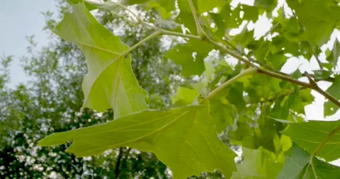 Oak Tree Leaves Close Up With Sun Flare Stock Footage 159226396