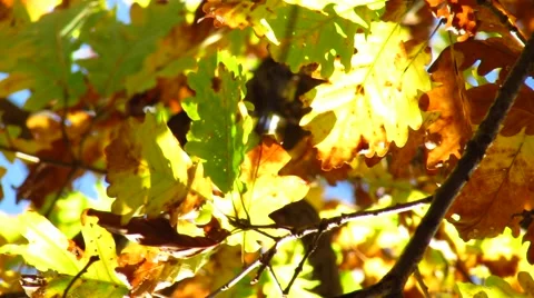 Oak tree leaves Stock Footage 59104842