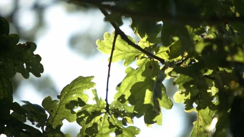Oak Tree leaves in gentle wind Видео 300256636