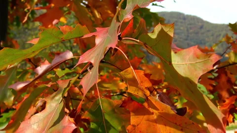 Oak tree leaves on light autumn breeze. Stock Footage 226415060