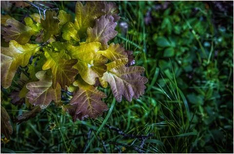Oak Tree Leaves Stock Photos