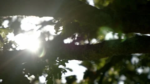Oak Tree Leaves rainbow flare Pan L2R CU Видео 300256192