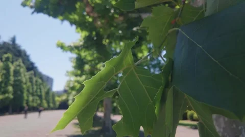 Oak tree leaves with serrated edges in sunny park Видео 336003223