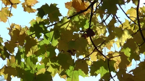 Oak Tree Leaves In A Strong Wind Stock Footage 100784263