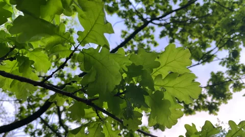 Oak Tree Leaves in Summer Light Breeze Video stock 310139141