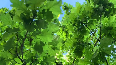 Oak Tree Leaves in Summer Light Breeze Daylight Ligo Jani Celebration Video stock 310139143